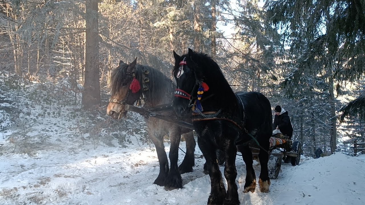 🔝 САМУРАЙ 🔥🚜 ТА УРСУЛА 💣🌺 ПОЇХАЛИ НА ВИСТАВКУ В (КОСМАЧ)🤠🎯💪ВИСТАВКА КОНЕЙ 09,02,2025