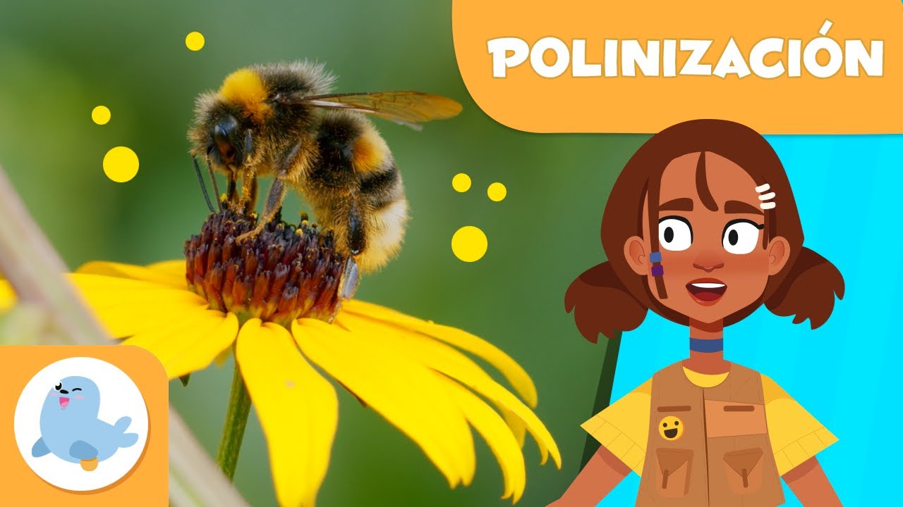 🌼 ¿Qué es la POLINIZACIÓN? 🐝 Polinización para niños 🍓