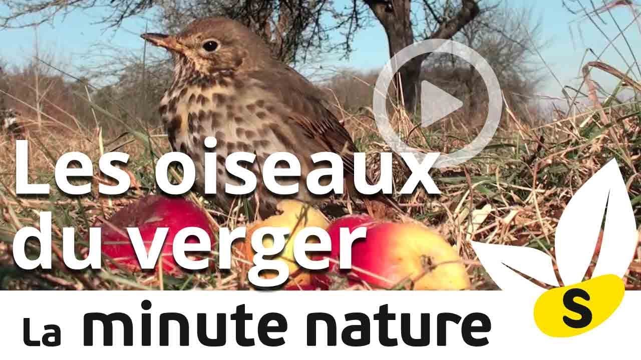 LES OISEAUX DU VERGER (No 74)