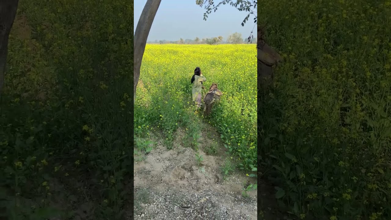 КоНі Ваговози.Жеребець наПаровку.Привезли лошицю з Бачача. КоніТернопільщини. Wyt. 2026 #usa #donkey
