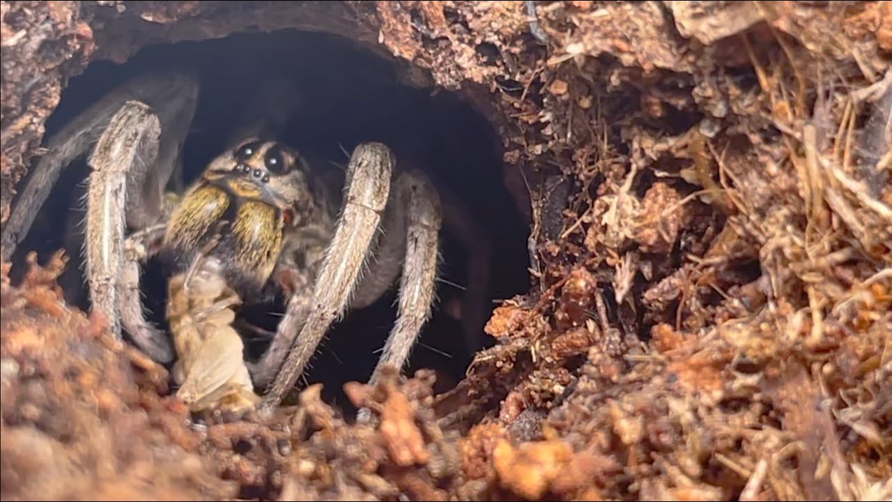 Feeding a Hogna incognita (wolf spider)