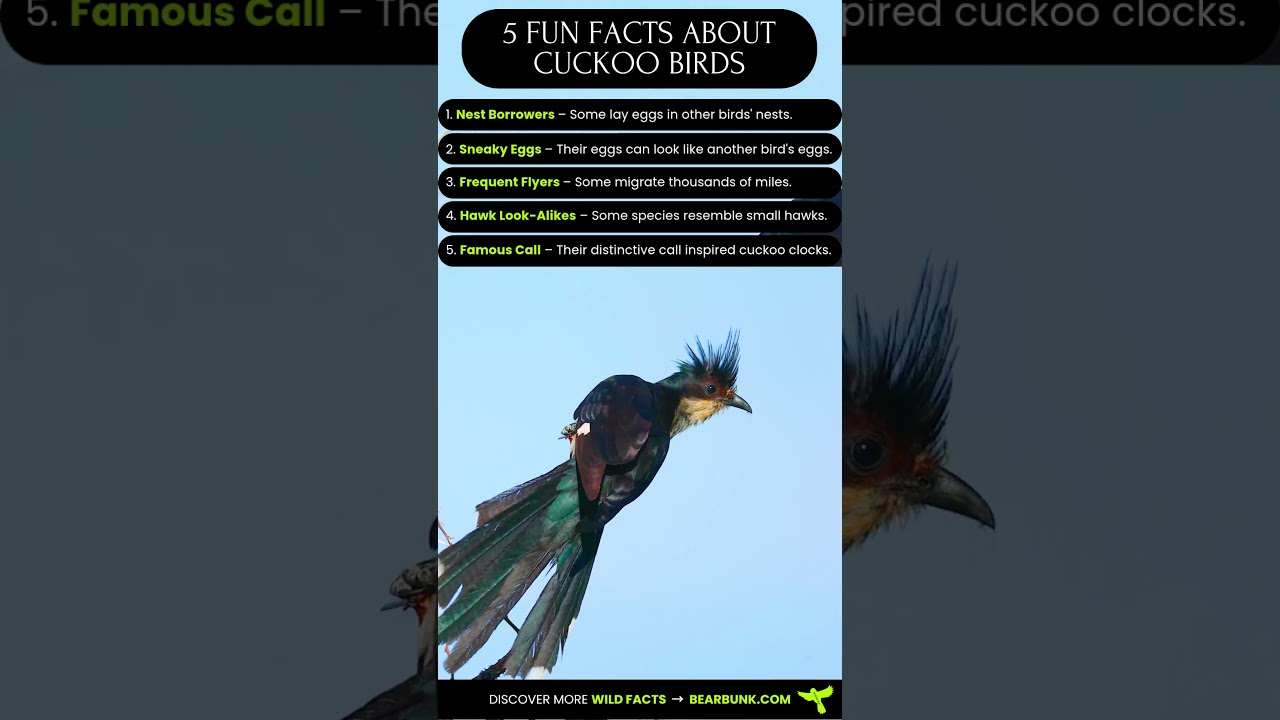 5 ciekawostek o kukułkach 🐦