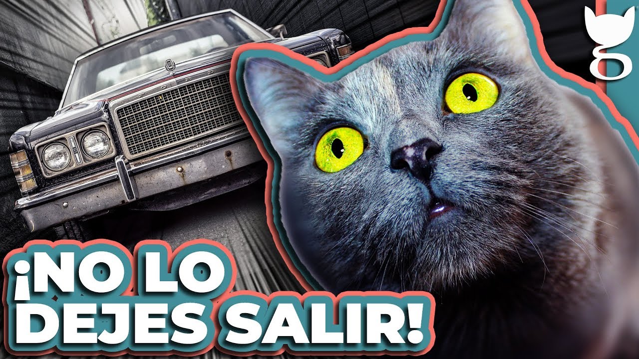 ¿TENGO QUE DEJAR SALIR A MI GATO? | SEGURIDAD PARA LOS GATOS