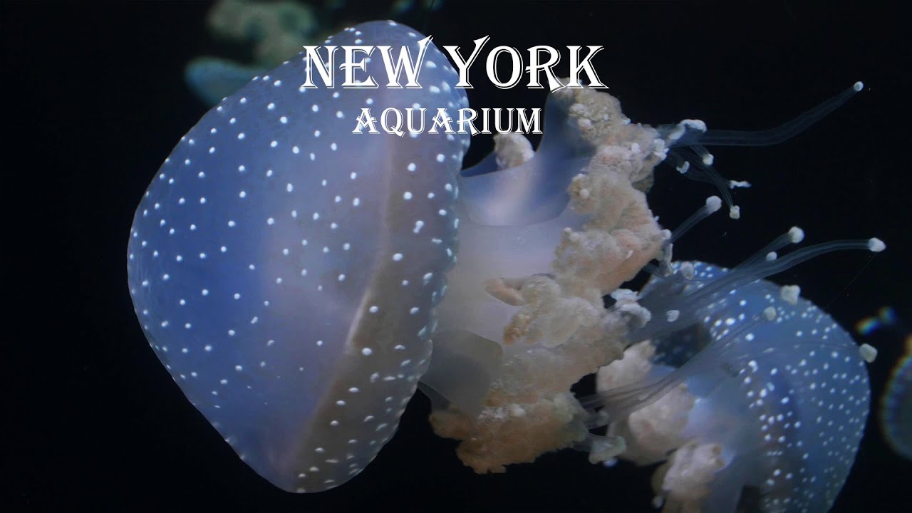 New York Aquarium Tour in Coney Island , 2023