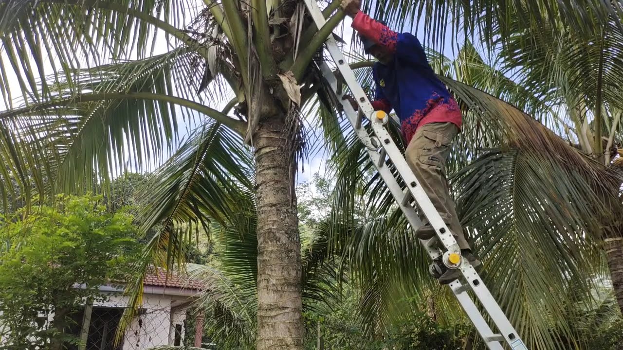 Panjat pokok kelapa . Pokok kelapa sendiri punya. Berbudi kepada tanah.