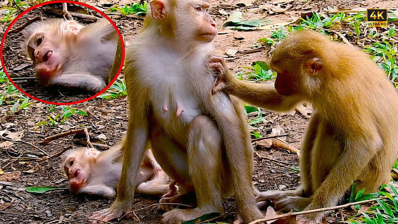 Weak Baby Monkey Needs Its Mother&rsquo;s Care