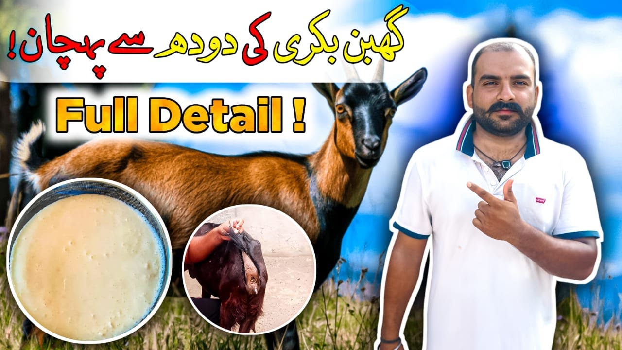 Ghaban Bakri Ki Pehchan Doodh Se | Milk Goat Identification Tips | Goat Care Official