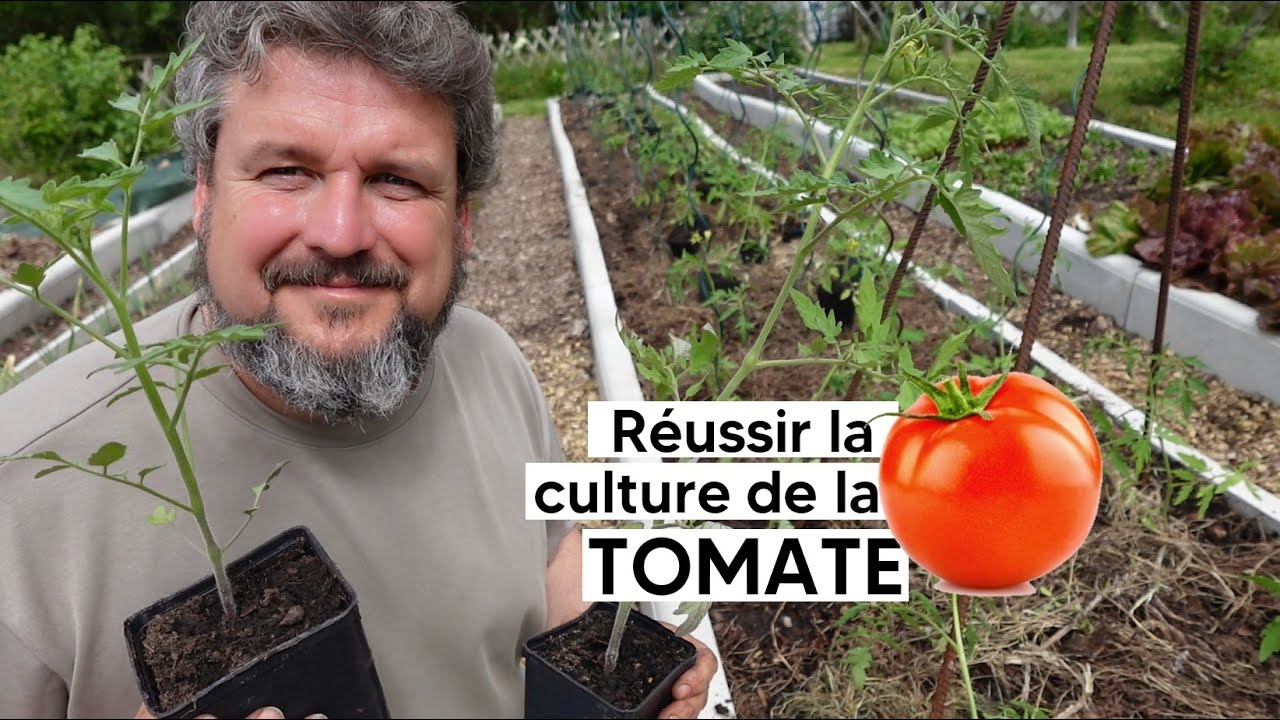 Comment réussir la culture de la TOMATE 🍅『TUTO complet, de la graine à la récolte』