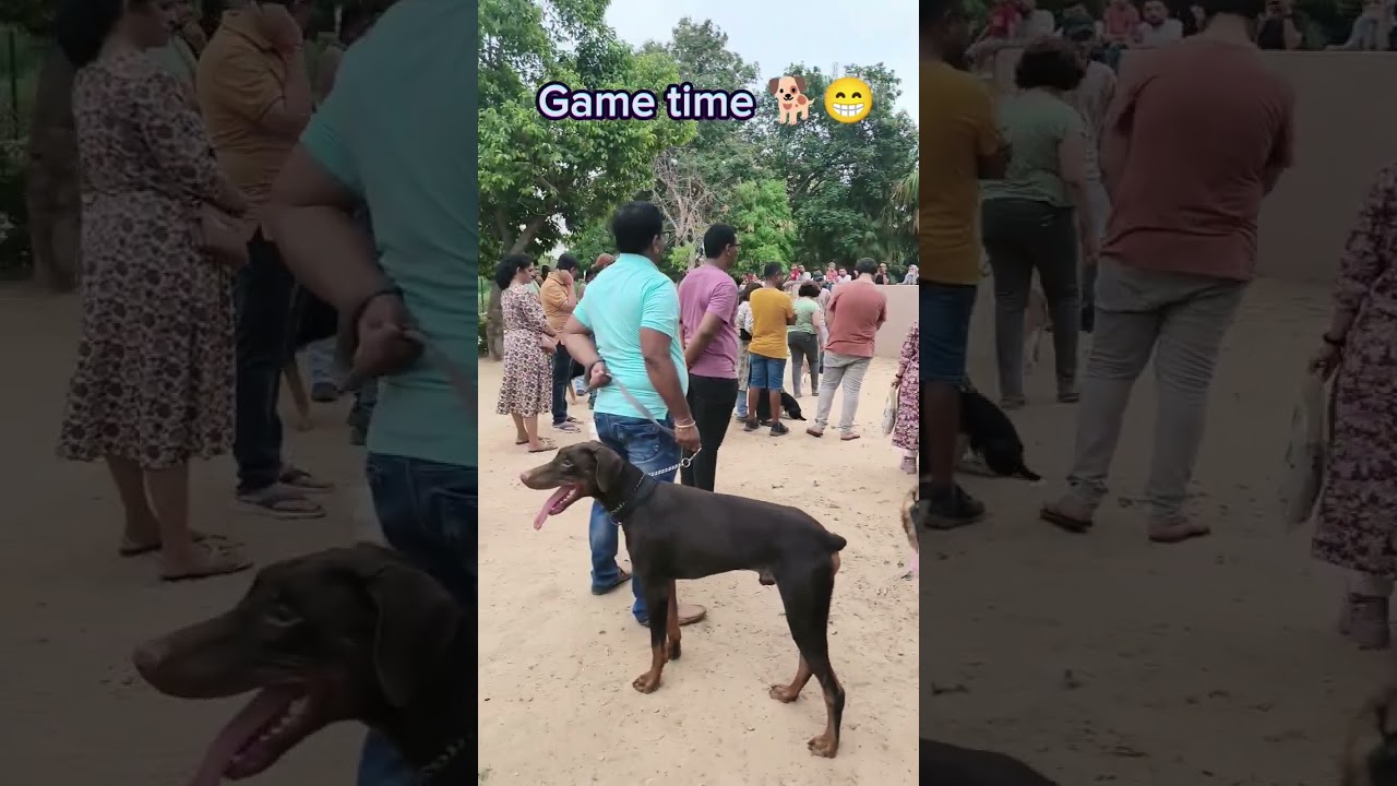 Dog meetup vlog || kya hota hai event me 🐶🐕|| part of weekly updates