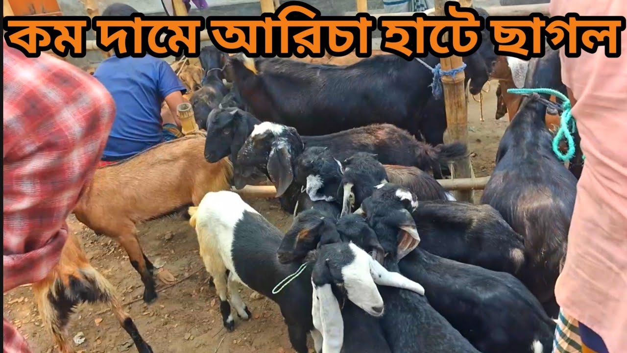 আরিচা হাটে কম দামে সুন্দর সুন্দর ছাগল বিক্রি হচ্ছে। goats hat. Amar Bangla 7.