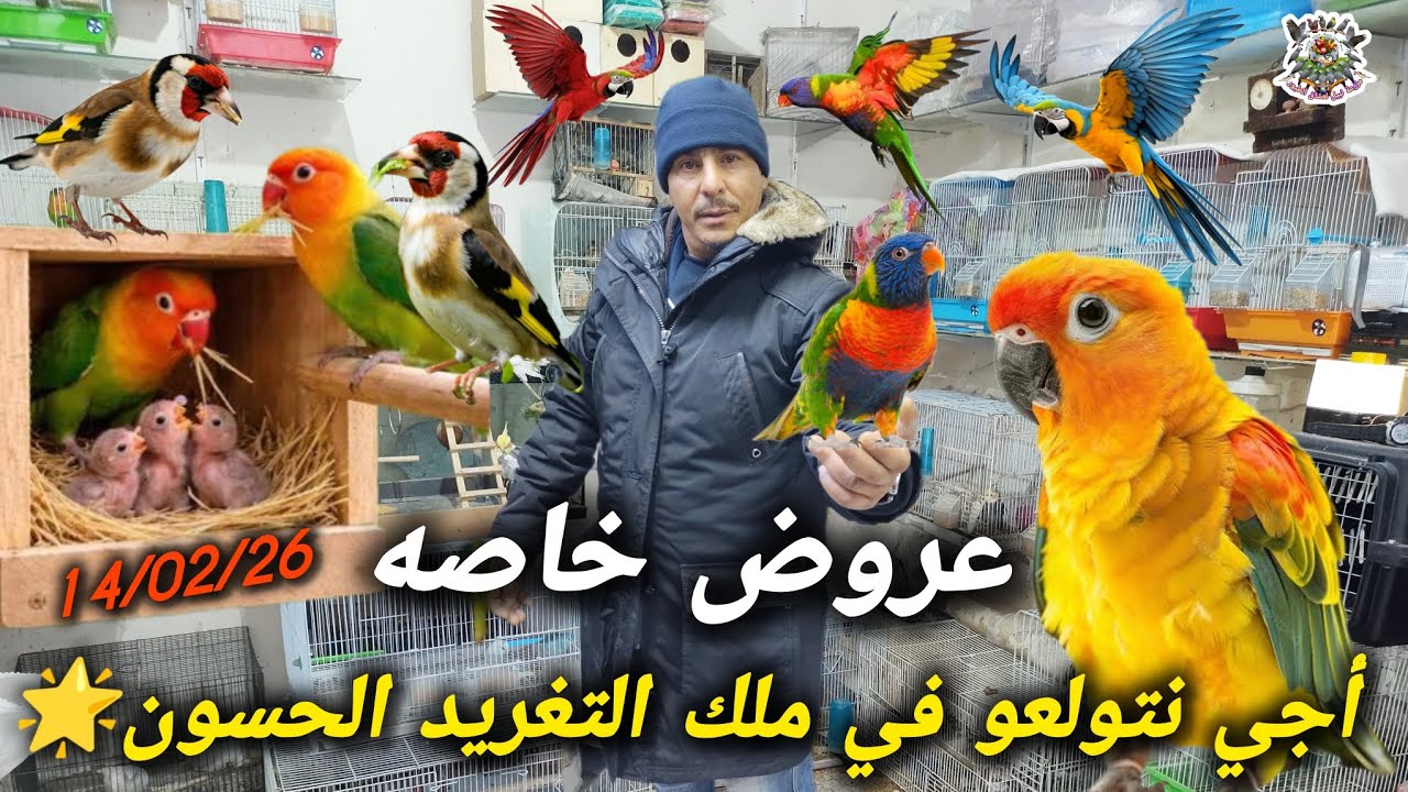 #عالم #الطيور رحلة في قلب الولاعة مع الحسون الملكي وسحر الكوكتيل 🐦✨