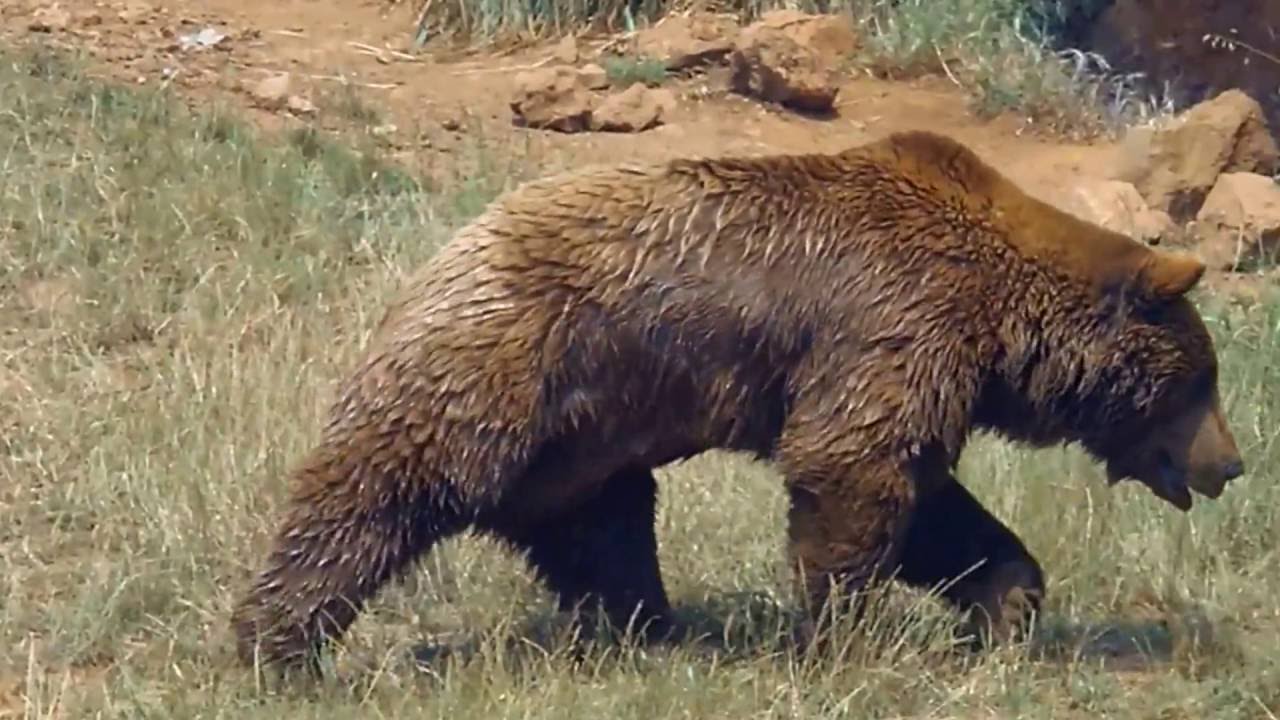 Los Sonidos de los animales salvajes con imágenes de vídeos.
