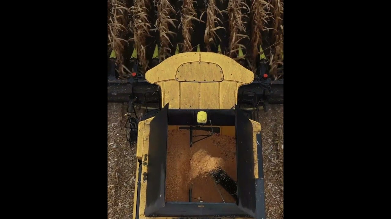Maize harvest 2025 &ndash; the foundation for success