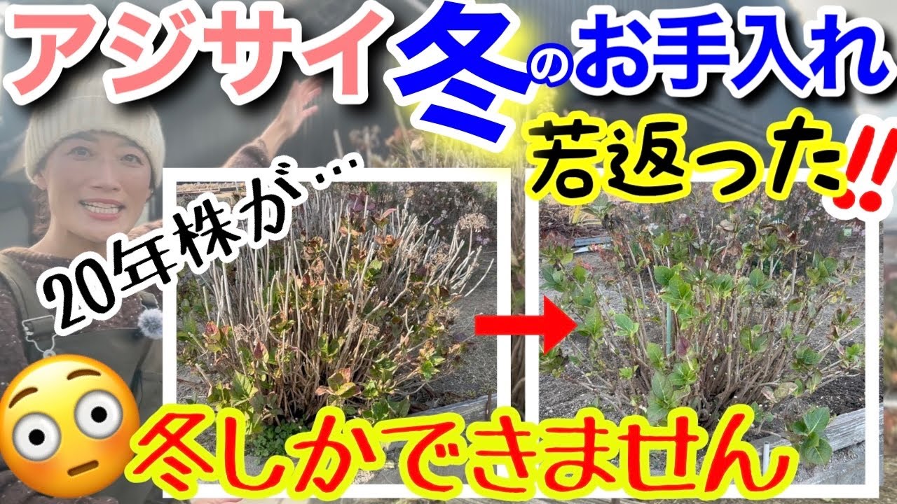 【冬の手入れでアジサイ株は見違える✨】花付き激変を狙うなら今‼️冬しかできない重要作業✨害虫予防・蒸れ対策・枝の若返り・あえて根を切る⁉️20年放置アジサイを一瞬で若返らせます🤗【ガーデニング】