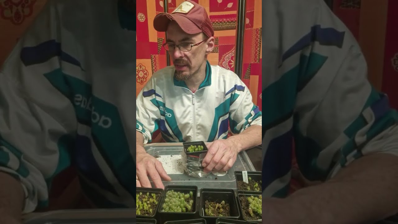 Cactus Livestream / General Q&A / Sowing out & vegetables (Patrick Noll) February 3rd, 2026