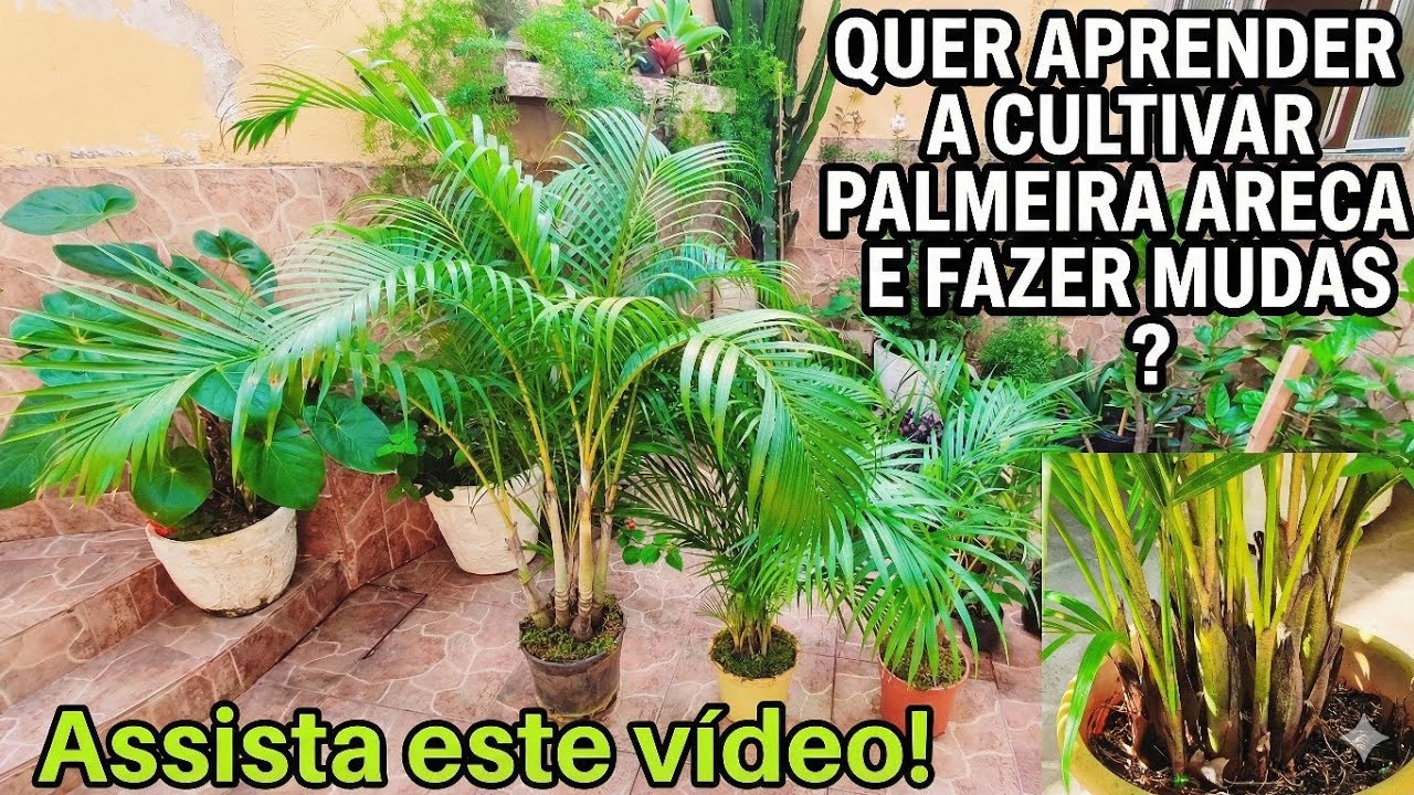 PALMEIRA ARECA BAMBU E RETIRADA DE MUDAS!!!
