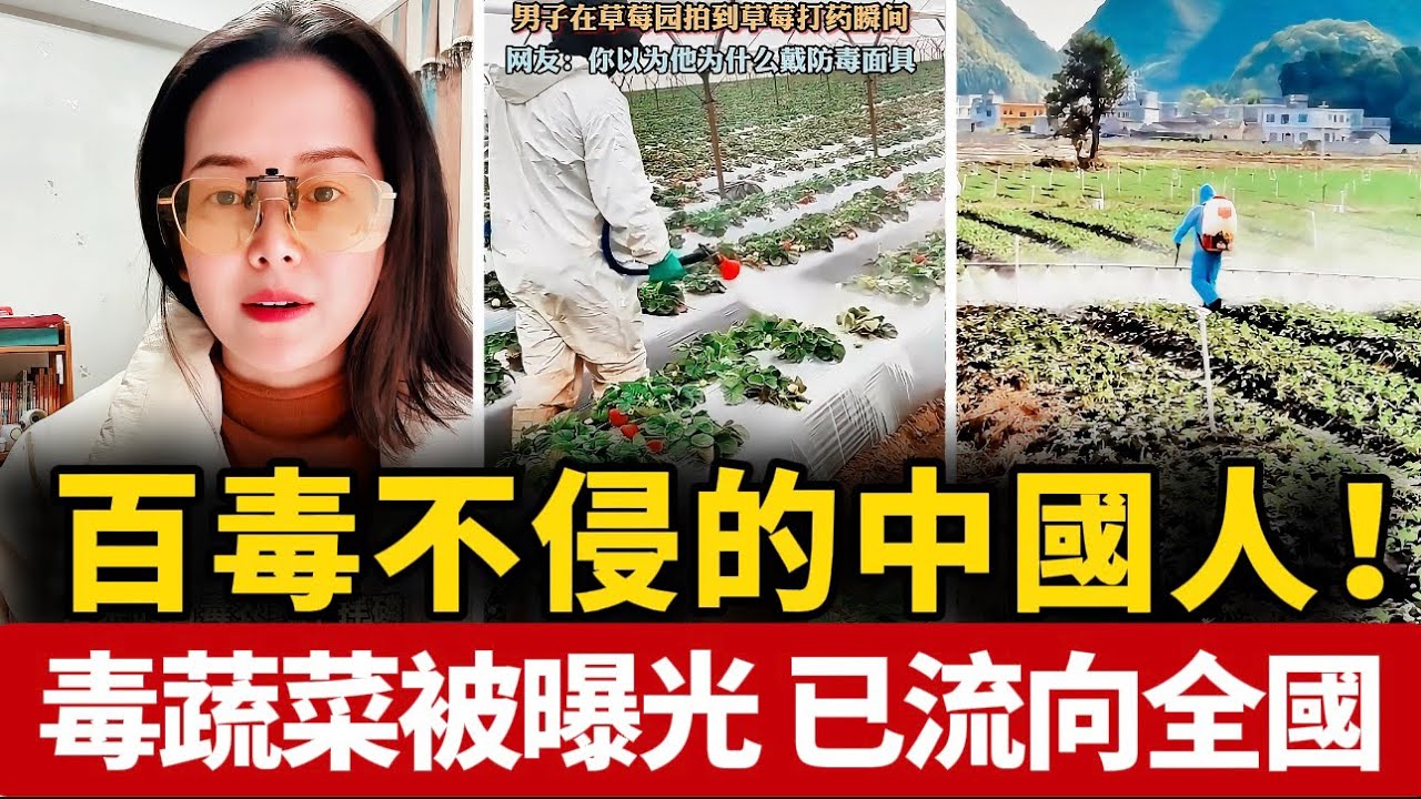 中國農戶偷偷使用高毒農藥，有毒蔬菜被曝光，已流向全國各地！中國人被反復毒害，如今百毒不侵？中國 | 經濟 | 失業 | 倒閉 | 社會