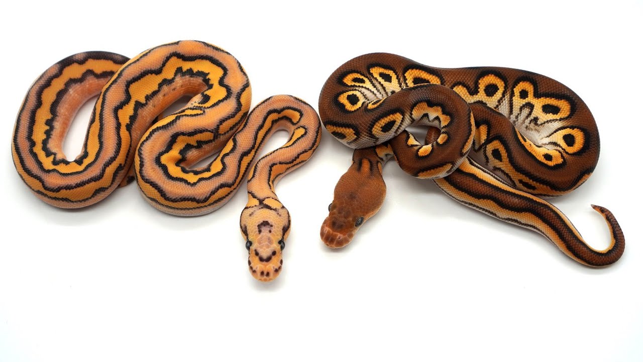 Crazy Super Orange Dream Cypress Clowns!