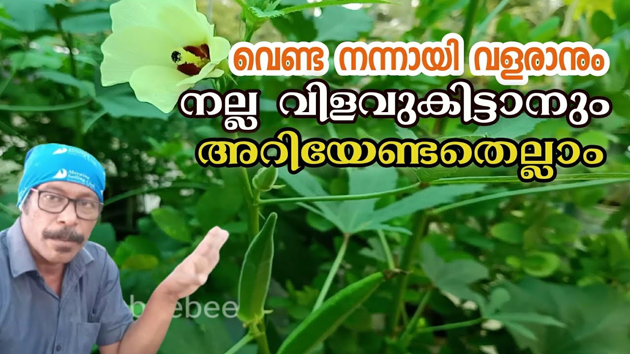 venda krishishi വെണ്ട കൃഷിയേക്കുറിച്ച് അറിയേണ്ടതെല്ലാം