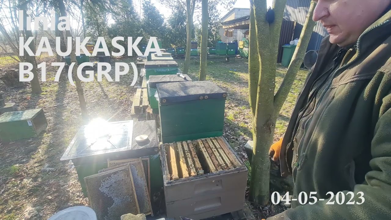 Buckfast linia KAUKASKA - matki pszczele pawluk.net.pl