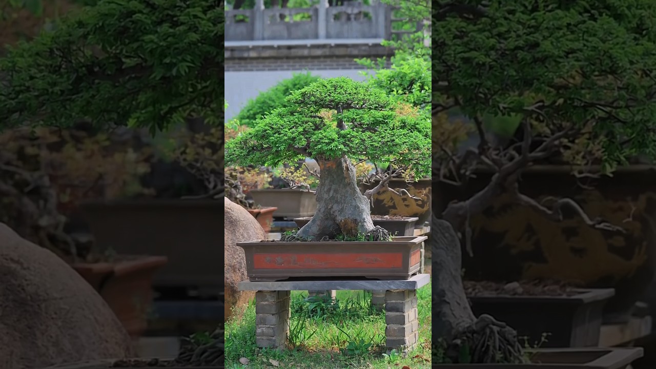 Come visit my garden! #bonsai #moutainlife #bonsaitree #bonsailife