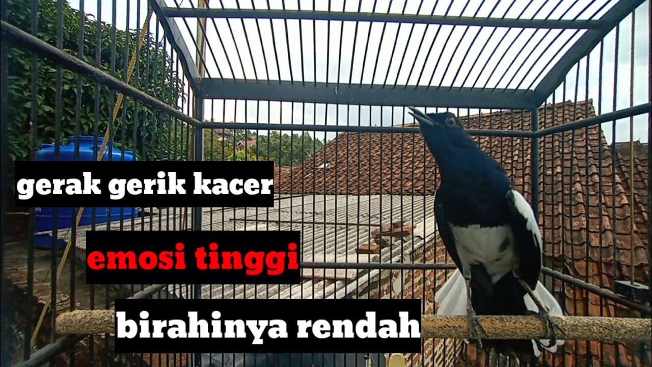 Ciri ciri Kacer emosi tinggi kurang birahi#kicaumaster#kacergacor#kaceremositinggi#suarakacer