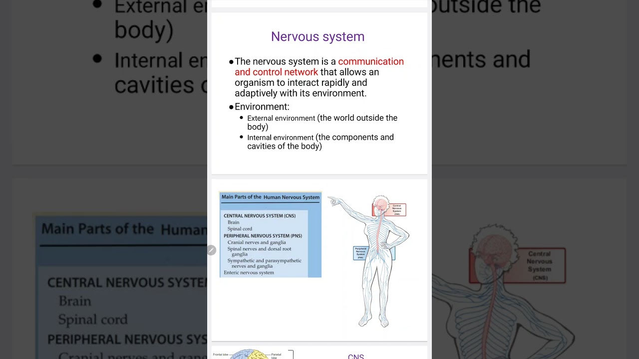 Physiology of nervous system lec1