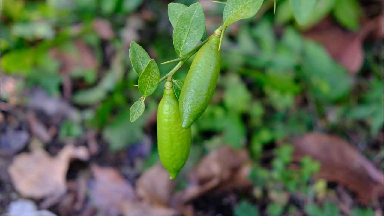 Finger lime verde🍋 | Food Stories