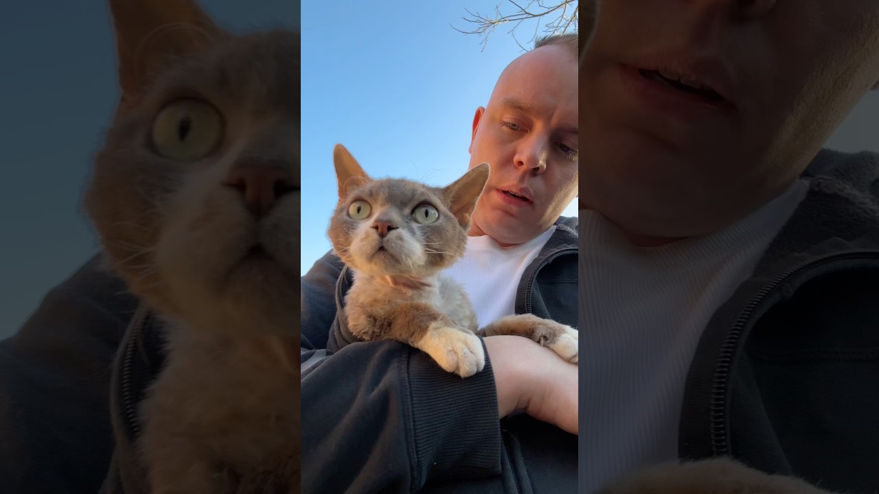 Lucjan w szoku,też by pokopał😀#pies #devonrex #goldenretriever #kot