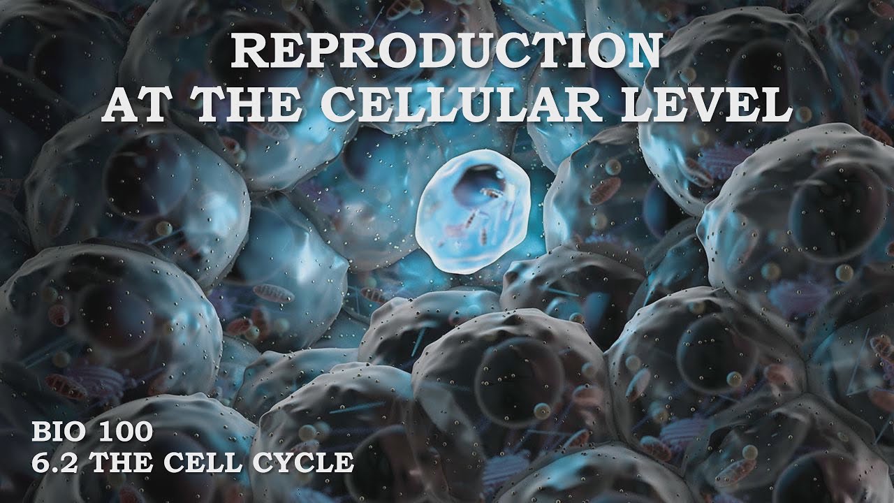 Reproduction at the Cellular Level : The Cell Cycle