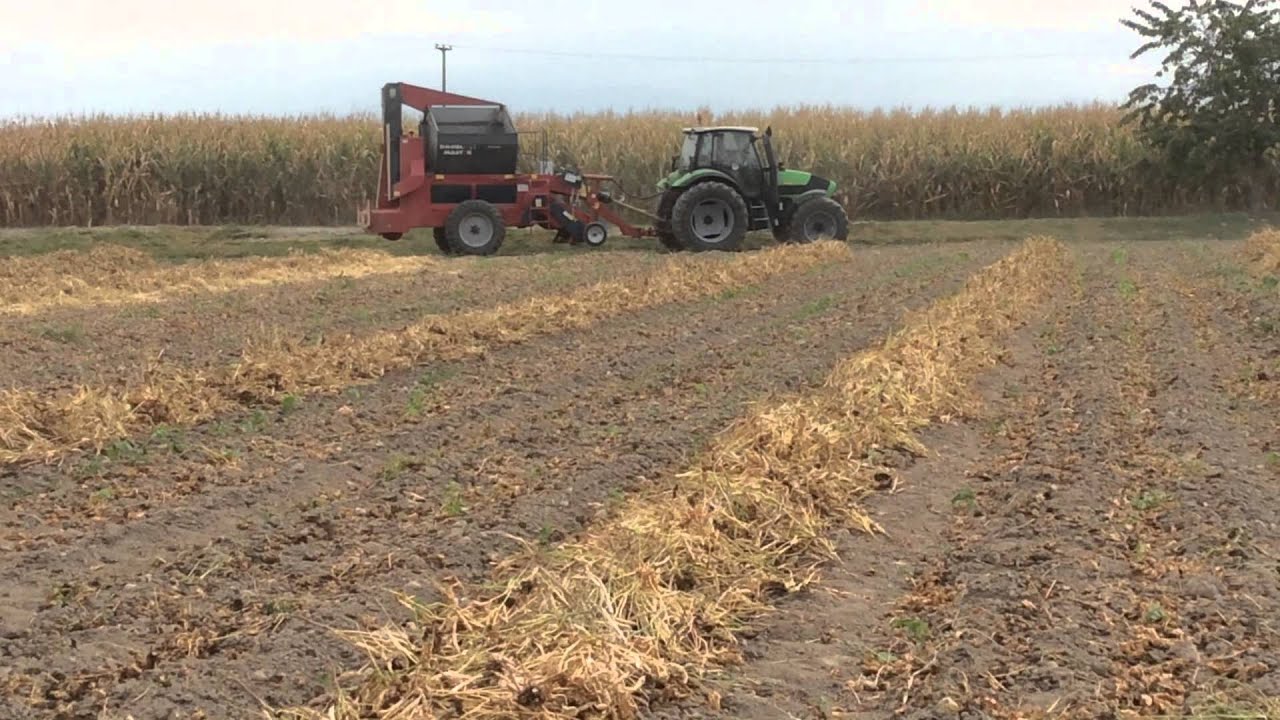 BATTITURA FAGIOLI NANI CON DEUTZ AGROTRON M625 + COLOMBO