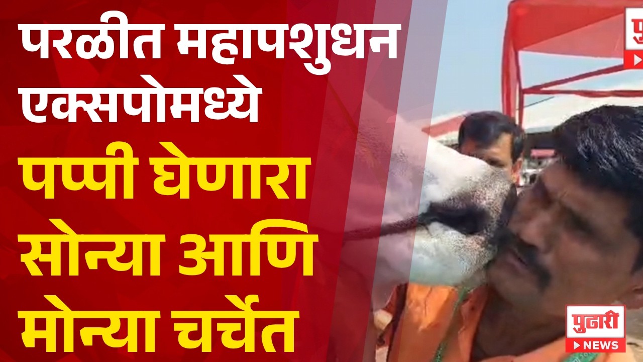 Pudhari News | परळीत महापशुधन एक्सपोमध्ये पप्पी घेणारा सोन्या आणि मोन्या चर्चेत  #Parli #ViralNews