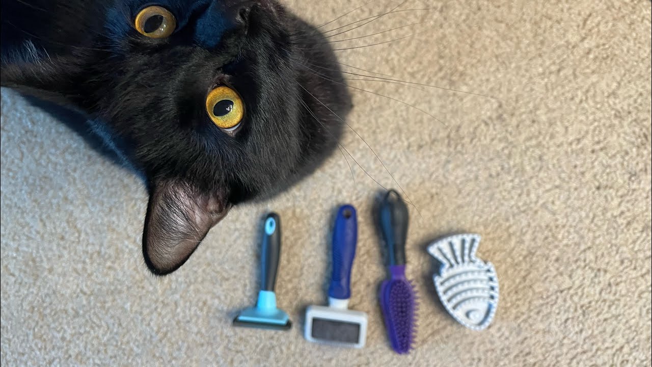 Comparing brushes for short hair cats - ferminator, sungrow undercoat,frisco cat curry, whisker city
