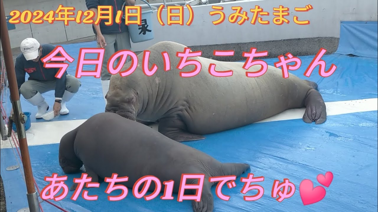 うみたまご2024年12月1日いちこちゃんの今日の１日をご覧ください