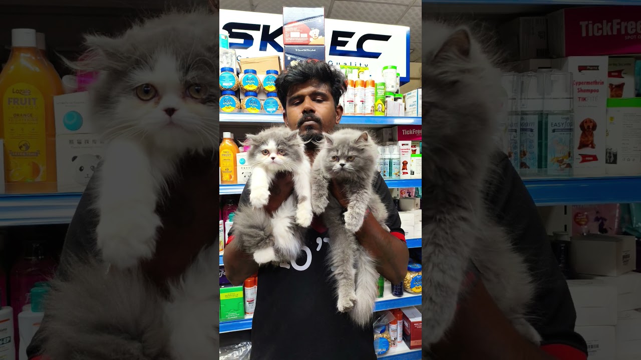 #youtubeshorts #thamilnadu #coimbatore #rspuram #india #instagram #kittens lovely pet shop cbe