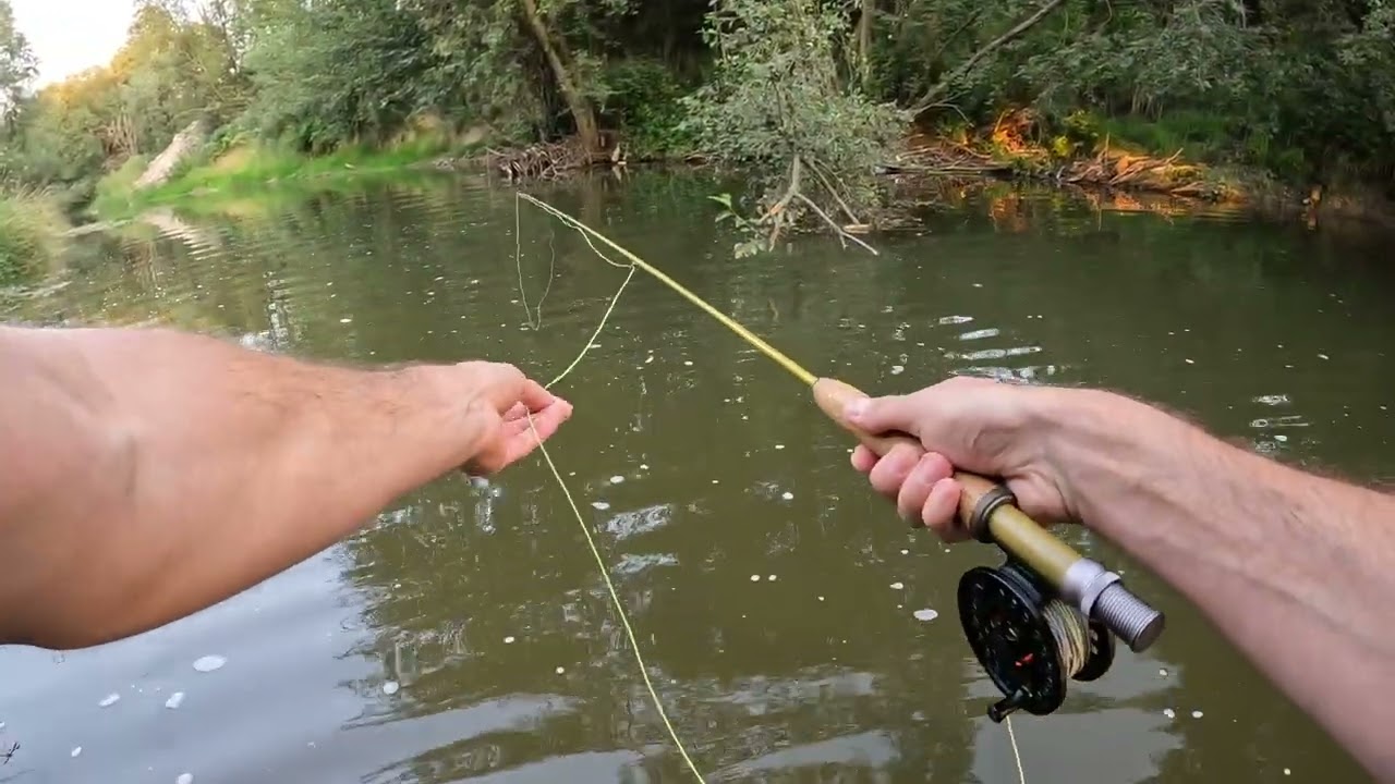 Dry fly fishing #1 | Chub on the fly | Klenie na suchą muchę, niesamowite dwa pudła