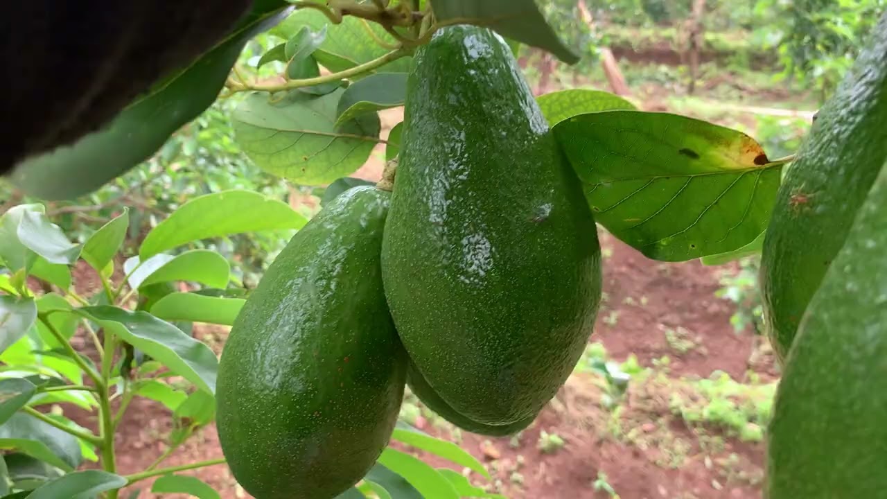 PANEN DI KEBUN ALPUKAT