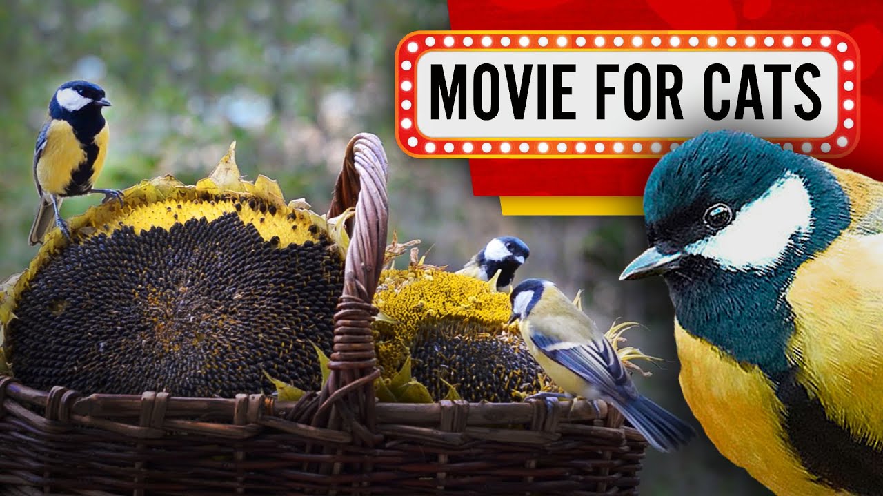 Movie for Cats - Birds and Sunflower (Videos for Cats to watch) 2 Hours