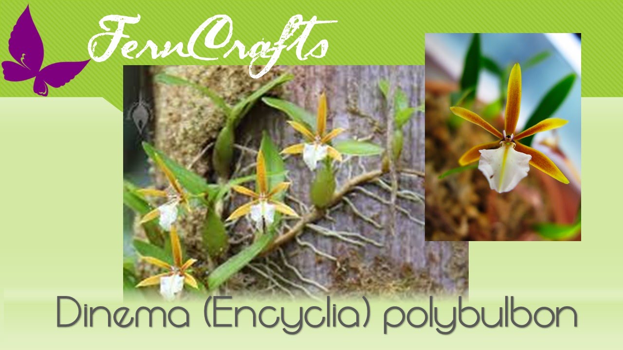 FernCrafts: Introducing my Dinema (Encyclia)polybulbon -Sept, 2015