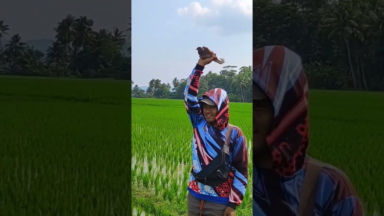 test terbang merpati rumahan di lapak merpati #pigeon #merpati #merpatiku #merpatikolong