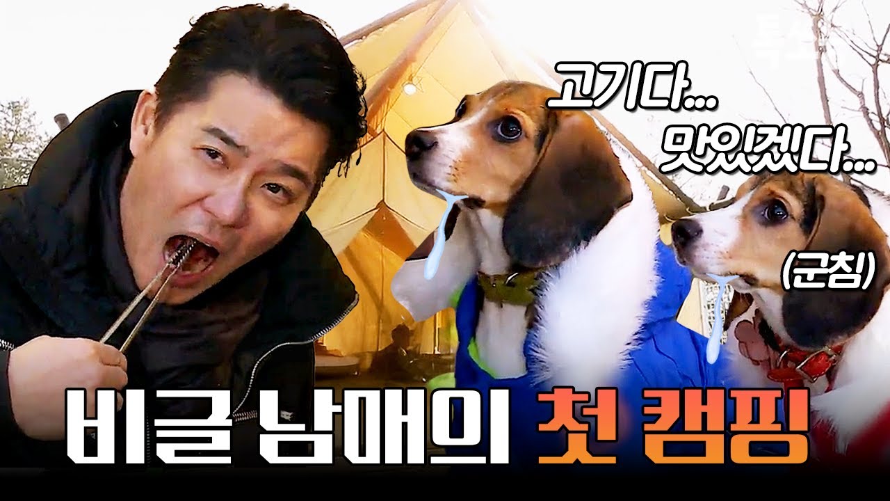 난생 처음 글램핑장에서 고기 먹은 비글 남매의 반응🐶💗 | #개밥남
