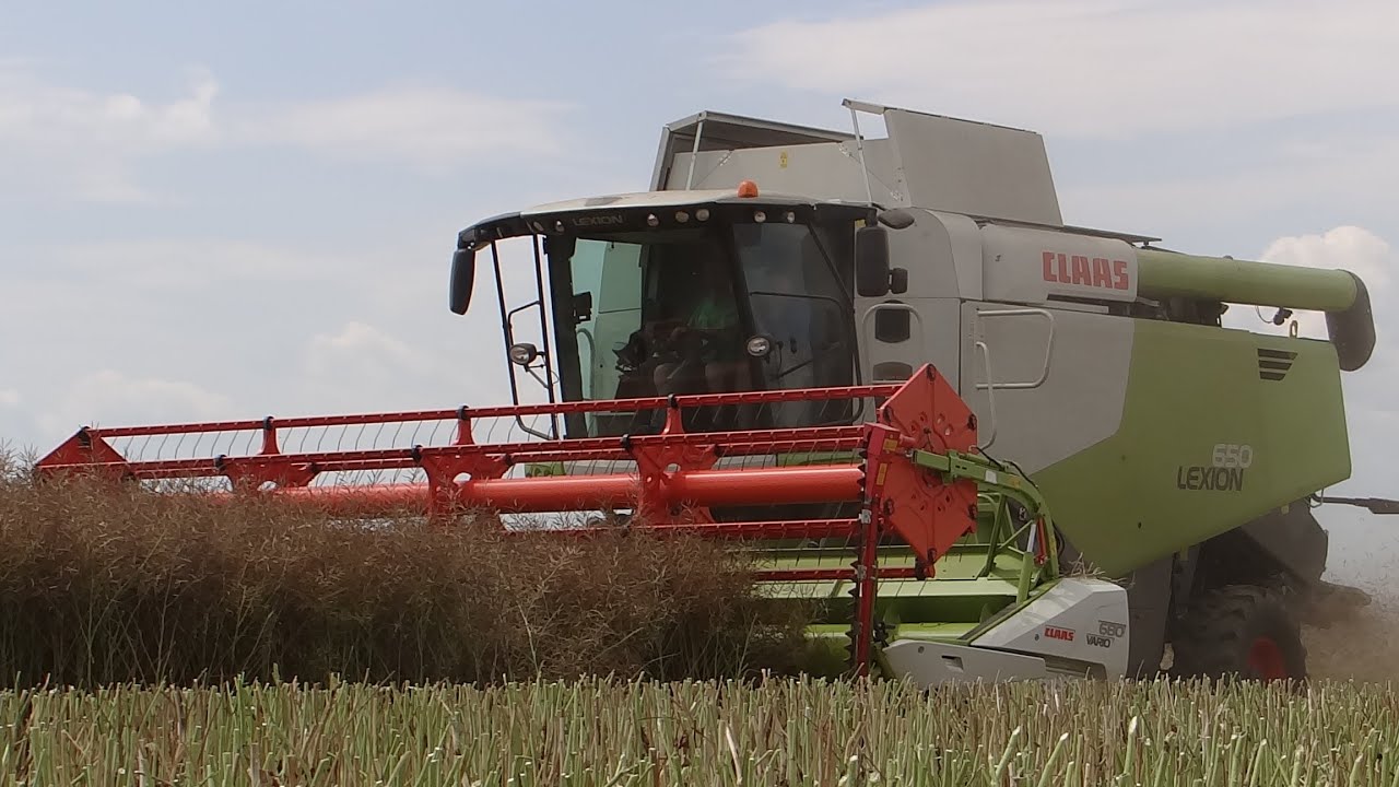 Rzepak 2023 Claas Lexion 650