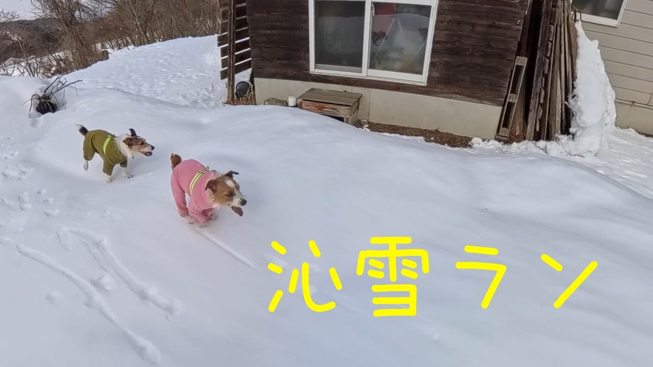 【ジャックラッセルテリア】氷点下のスノーランだぁ！