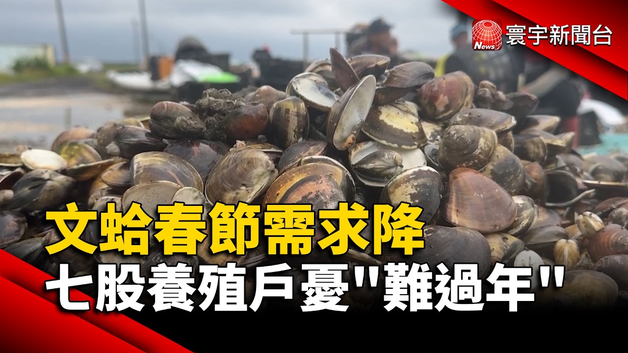 文蛤春節需求降 台南七股養殖戶憂