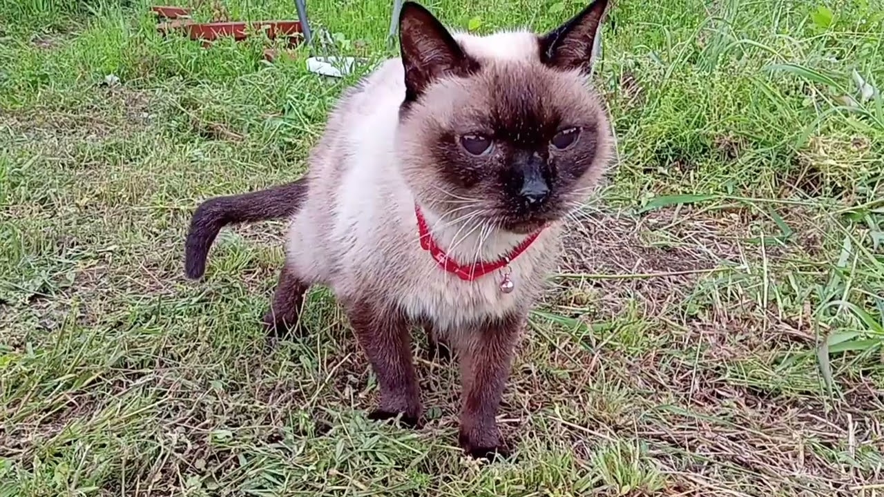 My Cat 2025🐾