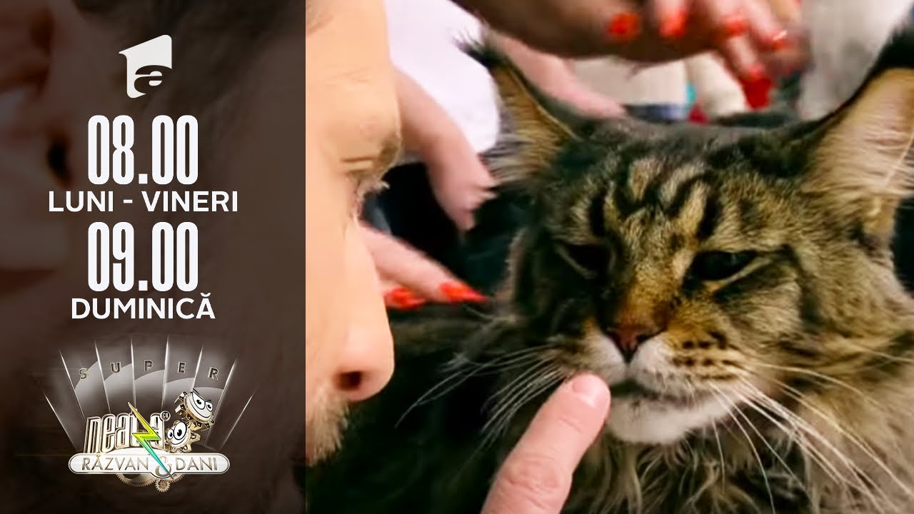 Atenție, iubitori de pisici! Răzvan și Dani prezintă: Maine Coon