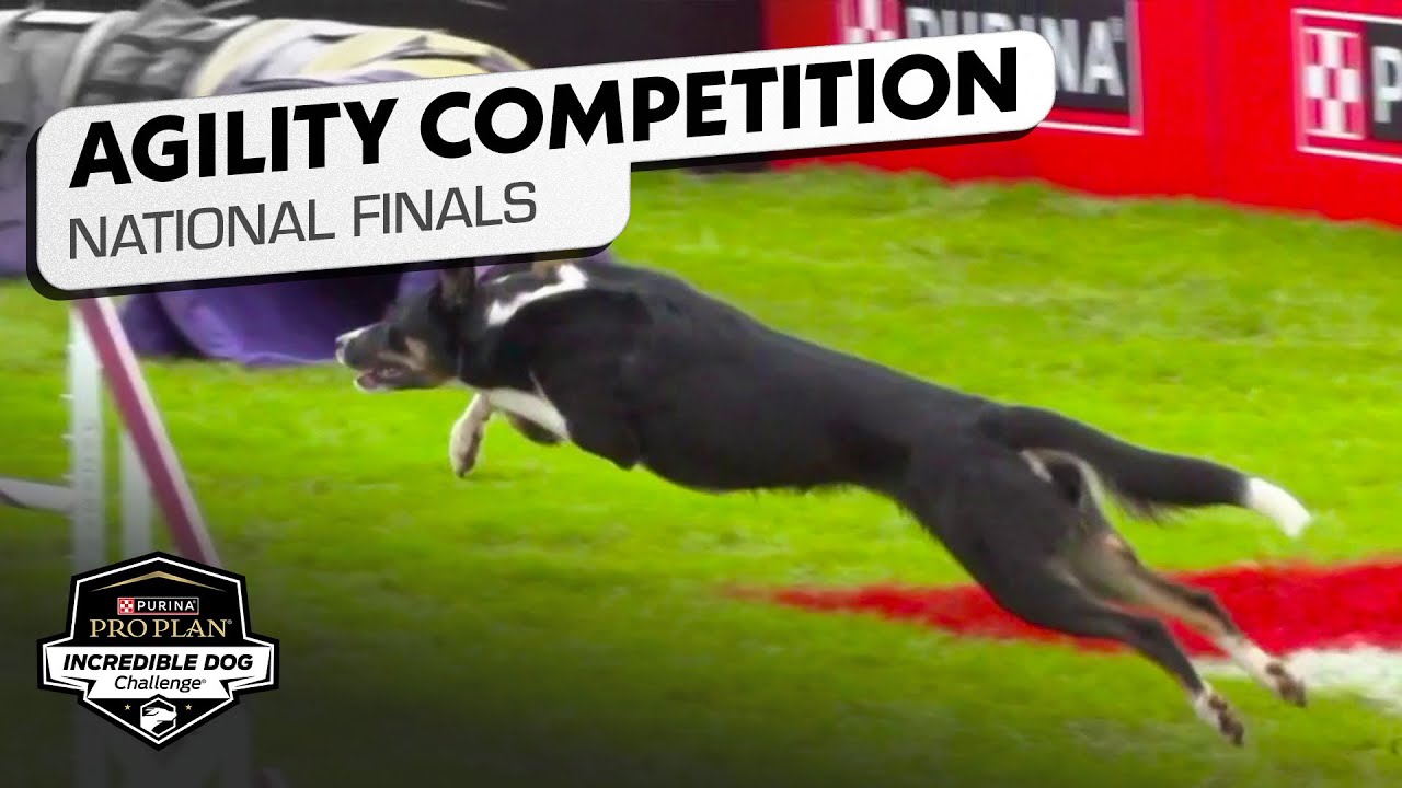 Incredible Dog Challenge: Large Dog Agility Competition National Finals | NBC Sports