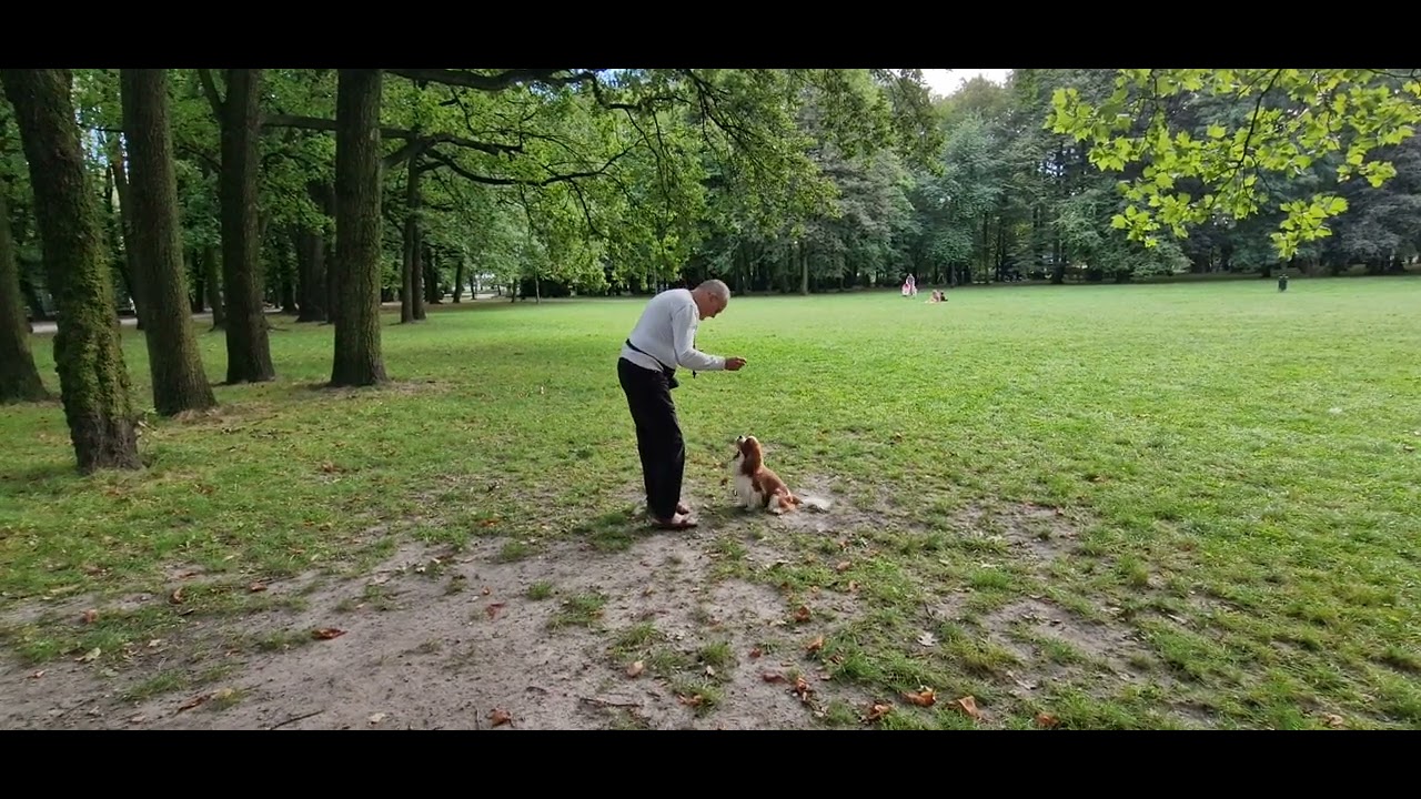 @Rasa psa Cavalier king charles spaniel pieski do towarzystwa.Ale i je można szkolic.