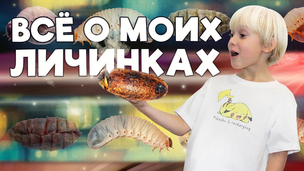 Легенда о ленивой личинке
