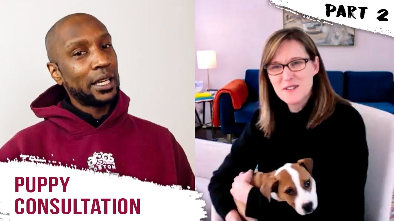 Q&A with First-Time Puppy Owner | Part 2